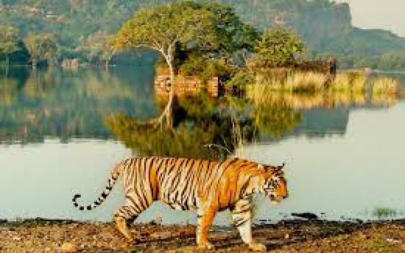 India Wildlife Tiger Tour