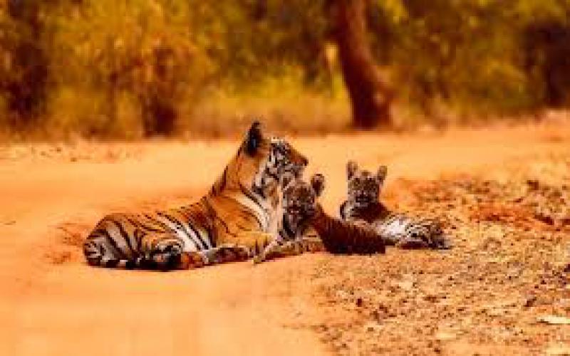 Tiger Trip Of Indian National Parks