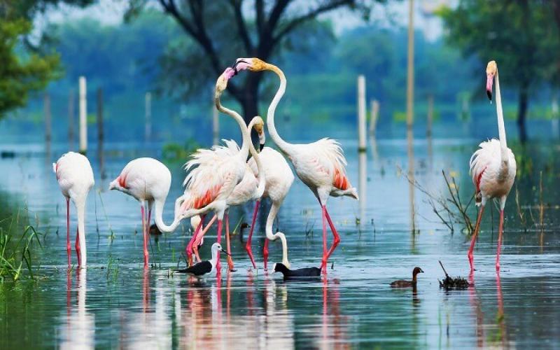 Bharatpur Tour