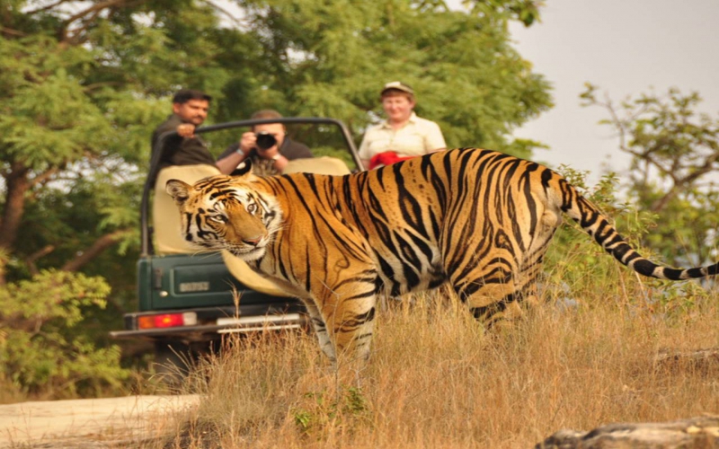 Essence of India with Tiger