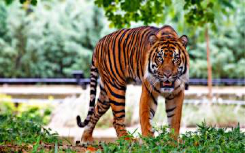 Tiger Trip Of Indian National Parks