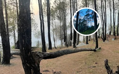 Pine forest trails near the property covered in fog