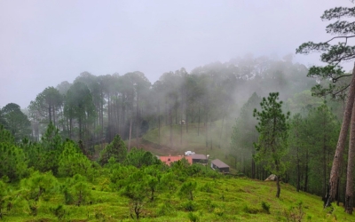 Misty hillside view of the camp surrounded by dense pine forest
